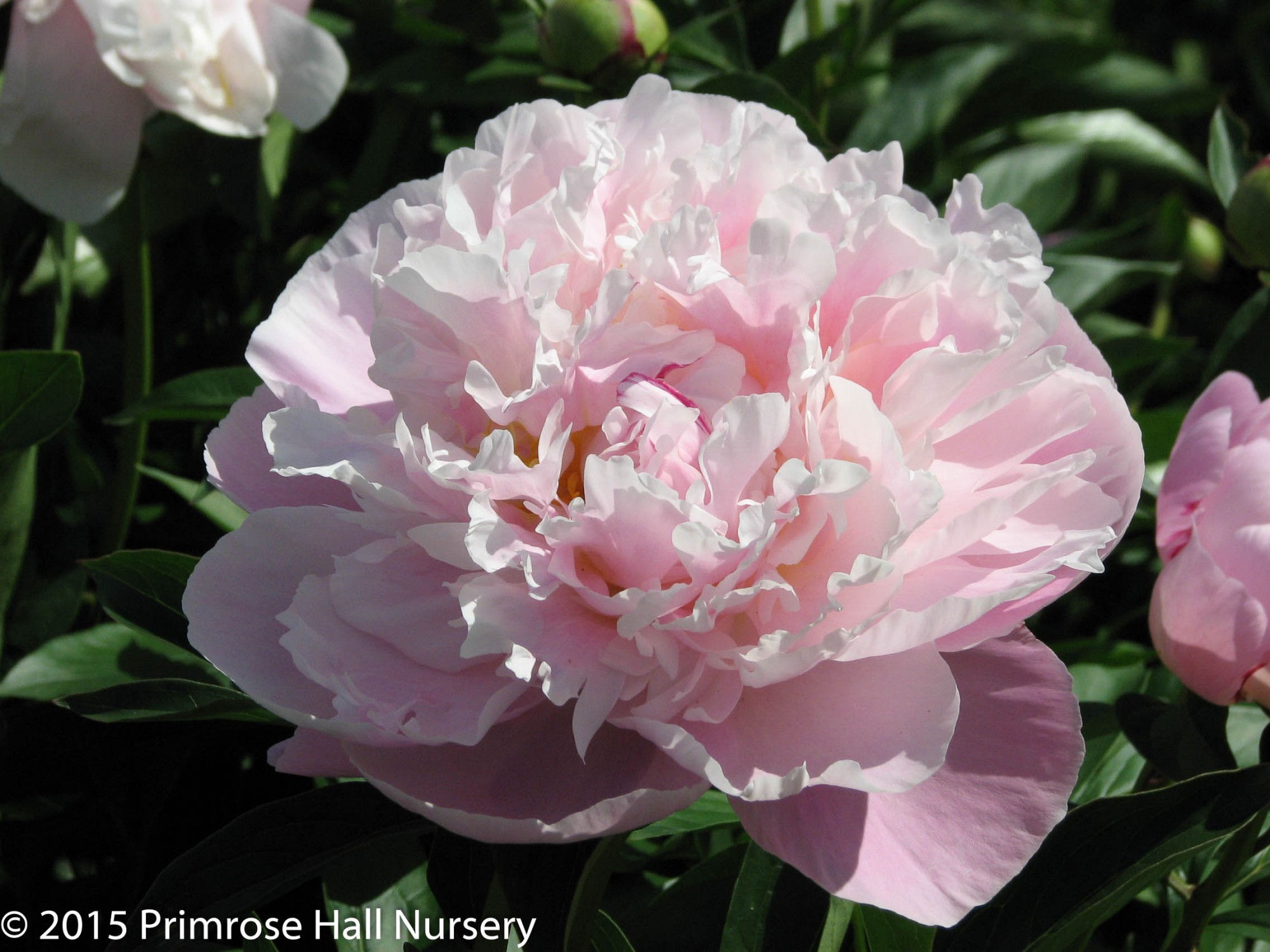 Paeonia lactiflora 'Catharina Fontijn'